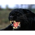 thumbnail image 2 of CafePress - Panther Hissing Throw Blanket - Soft Fleece Throw Blanket, 50"x60" for All Ages, 2 of 2