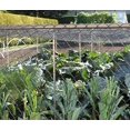 thumbnail image 2 of BN205 19mm Anti Bird Fruit Crop Protection Netting - 2m x 5m, 2 of 4