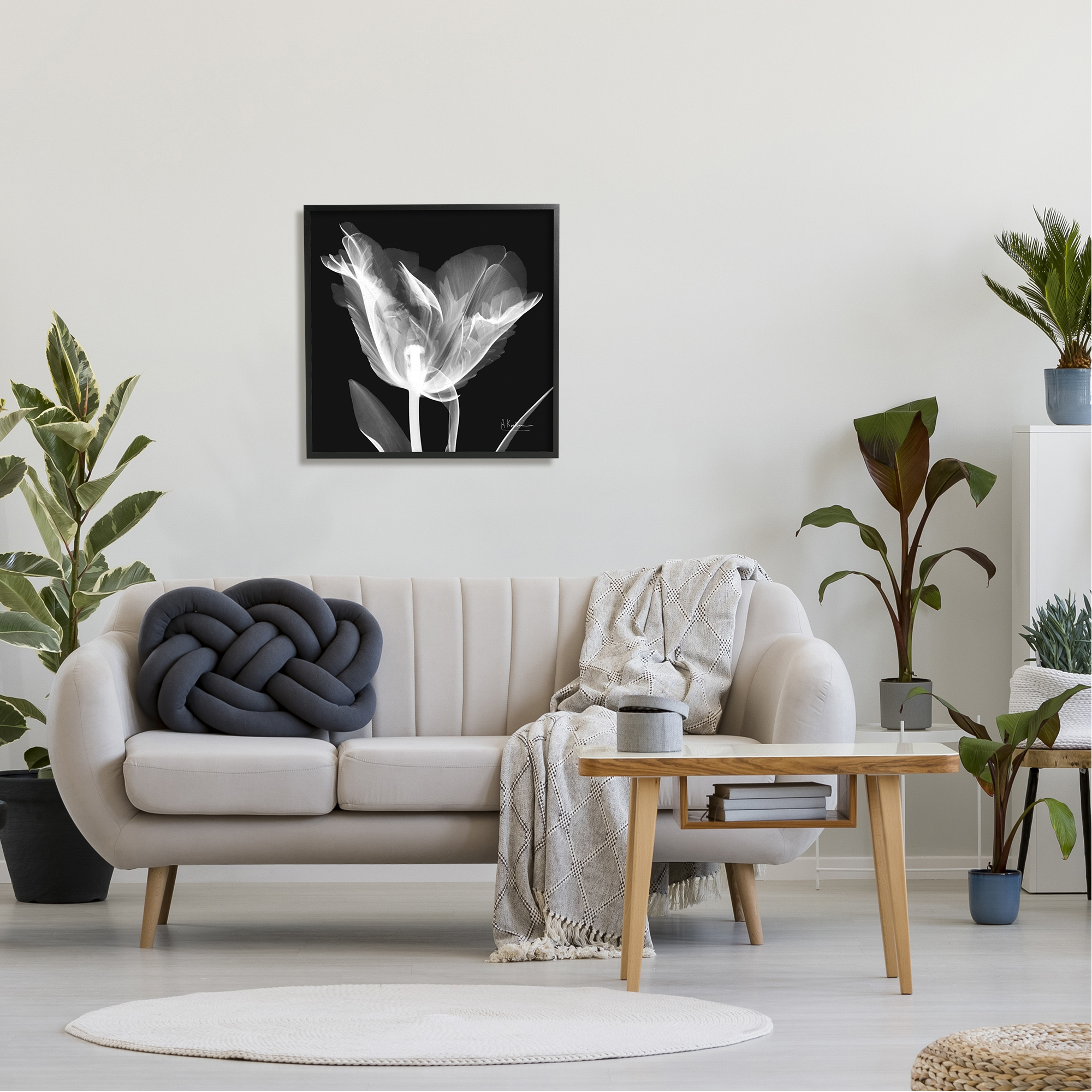 Stupell Industries Tulip Flower X-Ray Botanical & Floral Photography Black Framed Art Print Wall Art, 24 x 24