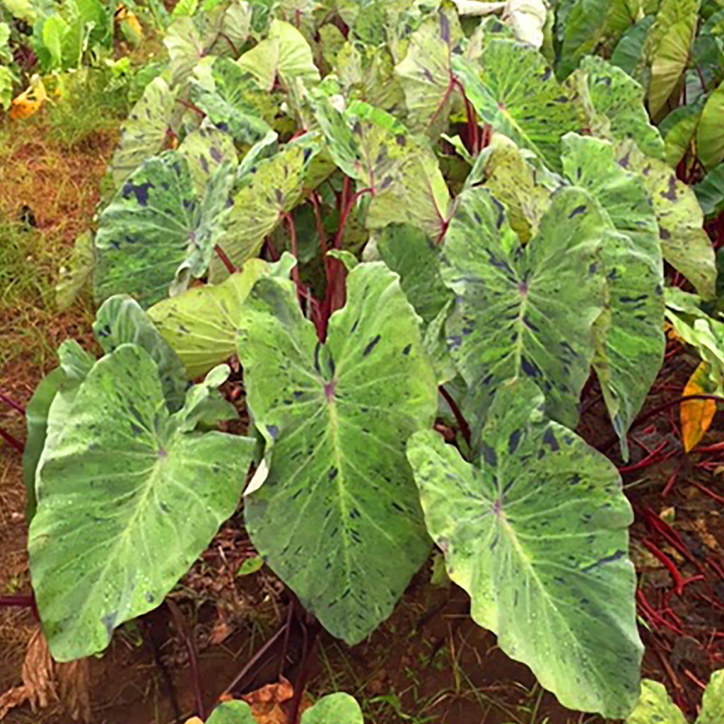 Van Zyverden Elephant Ears Mojito Set of 1 Bulbs Green Part Sun