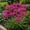 Magenta, variant on Spider Lily Flower Bulbs, Easy Planting for Yard Borders & Cut Bouquets