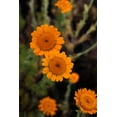 thumbnail image 3 of 250 ORANGE MARGUERITE DAISY Anthemis Sancti-Johannis Cota Tinctoria St. John's Chamomile Dyer's Herb Paris Daisy Flower Seeds, 3 of 3