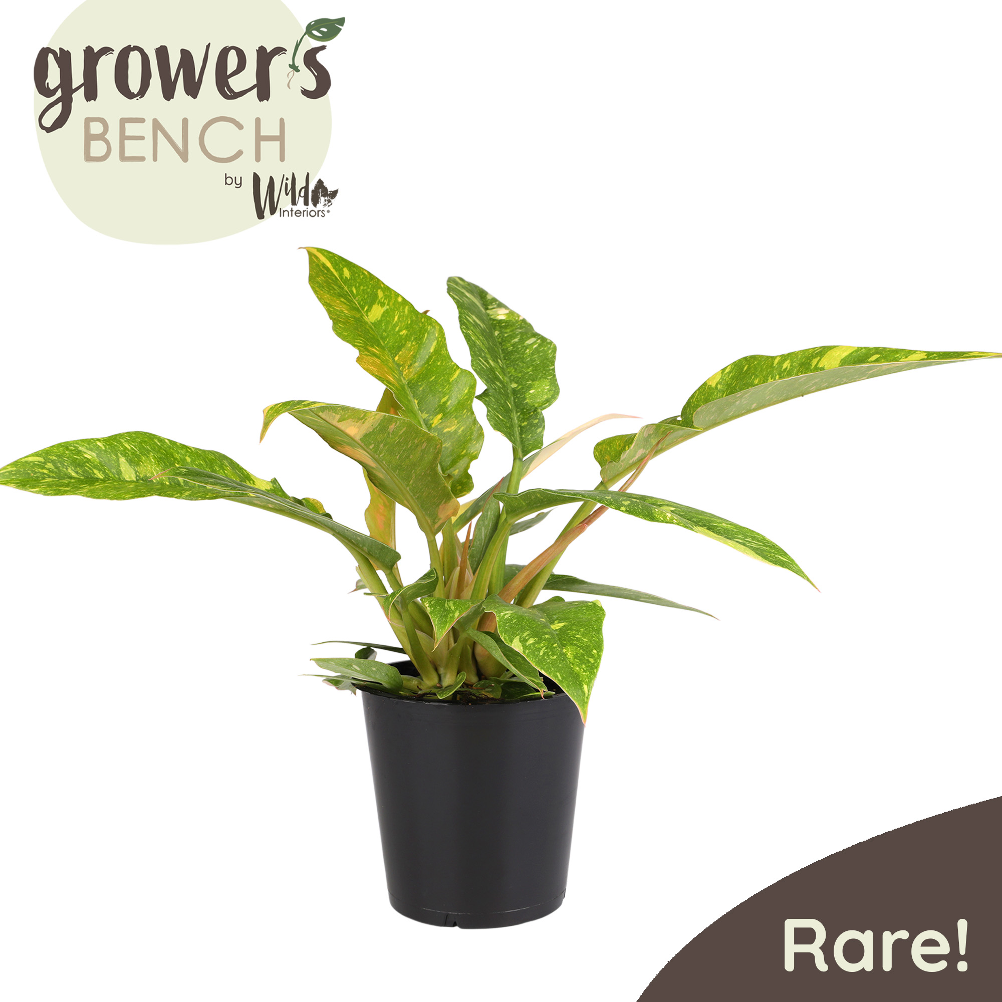 Wild Interiors 14" Philodendron Ring of Fire Live Plant in 5" Grower