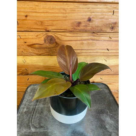 Philodendron McColley's Finale, 4" Plant, The Plant Farm