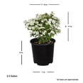 thumbnail image 6 of Expert Gardener Reeves Bridal Wreath Spirea Bush (2.5 Gallon) White Blooming Deciduous Shrub - Full Sun Live Plant, 6 of 7