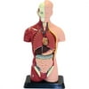 Elenco Human Torso -Small - Anatomy Set with Stand