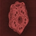 thumbnail image 1 of Ahgly Company Tapis d'Intérieur Lavable en Machine Carré Rouge, 6 Pieds Carré, 1 of 7