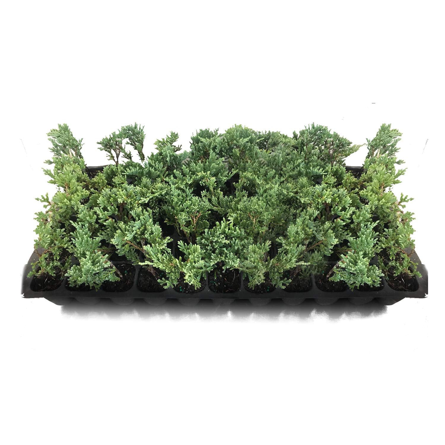 Juniper Blue Rug Ground Cover Starter Plant, Lot of 30
