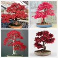 thumbnail image 1 of HIGHGW 30+ Bonsai Tree Seeds, Japanese Red Maple Seeds Highly Prized for Bonsai, Japanese Maple Tree Seeds (ACER Palmatum), 1 of 3