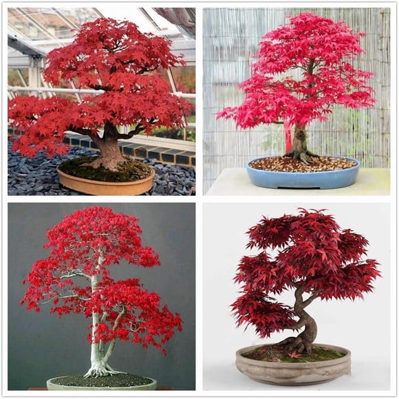 HIGHGW 30+ Bonsai Tree Seeds, Japanese Red Maple Seeds Highly Prized for Bonsai, Japanese Maple Tree Seeds (ACER Palmatum)