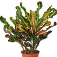 thumbnail image 5 of Croton 'Mammy' Houseplant, 5 of 5