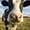 Cow Selfie, variant on Elephant Stock Texas Longhorn And Its Calf Wall Art - Horizontal Multi Panel Canvas - Living Room Wall Decor - Animal Multi Panel - Gray And Brown Decor - 33" x 20"