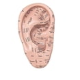 thumbnail image 1 of Ear Acupuncture Model Professional Reflexology Acupoint Learning Display Laboratory Supplies, 1 of 5