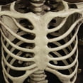 thumbnail image 3 of 2uds. Estatua de esqueleto de terror, decoraciones para fiestas en el hogar de tamaño completo para Halloween (70 cm), 3 of 6