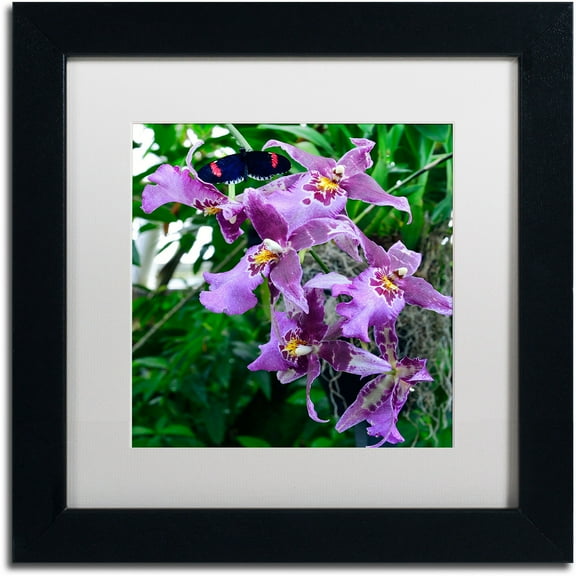 Trademark Fine Art "Postman Butterfly on Orchid" Canvas Art by Kurt Shaffer, White Matte, Black Frame
