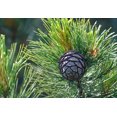 Swiss Stone Pine Grow your own pine nuts. Landscape Tree Focal Point