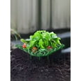 thumbnail image 2 of Strawberry Plant Support,10PCS Hollow Strawberry Holder with 3 Sturdy Legs,Plant Protector 12.2" Diameter Removable Strawberry Planting Rack Keep Berries Clean, 2 of 11