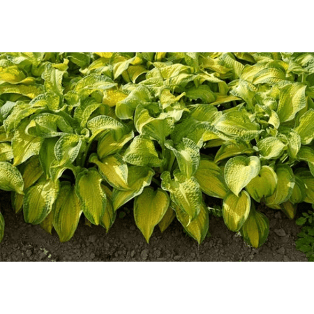 3 Brother Stephen Hosta Bareroot Plants