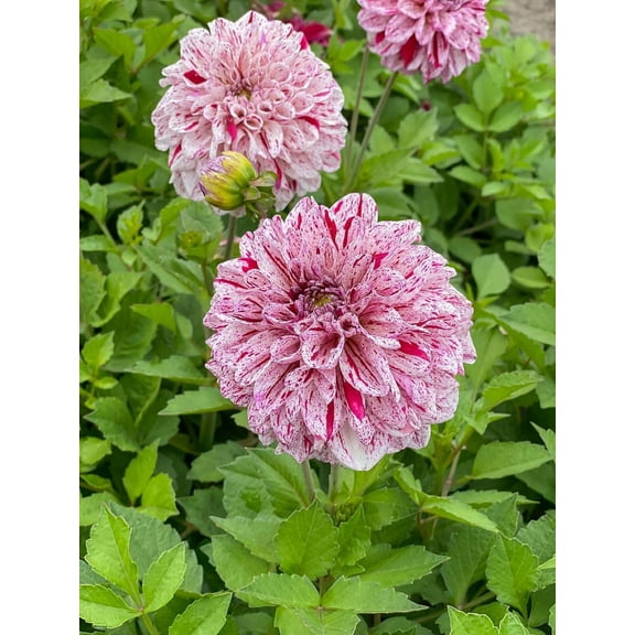 Go-Go Speckled Dahlia - Top Size Root Clump