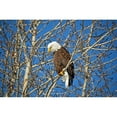 thumbnail image 2 of CafePress - Magnificent Bald Eagle Mug - 11 oz Ceramic Mug - Novelty Coffee Tea Cup, 2 of 4
