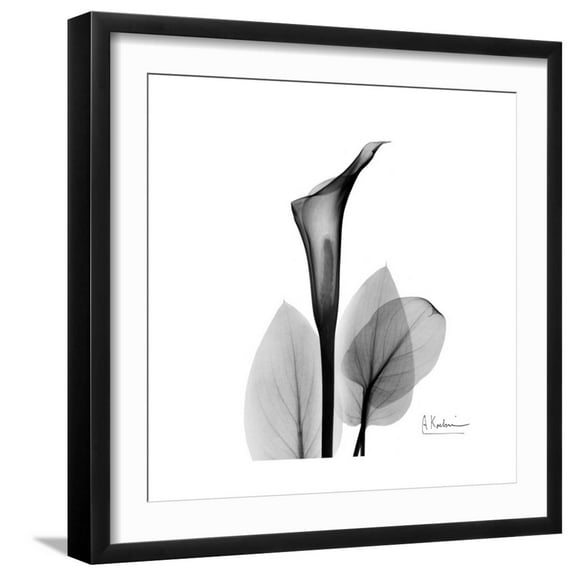 Art.com Calla Lily Gray 2 Art Print by Albert Koetsier, Black Frame Wall Art, 21" x 21"