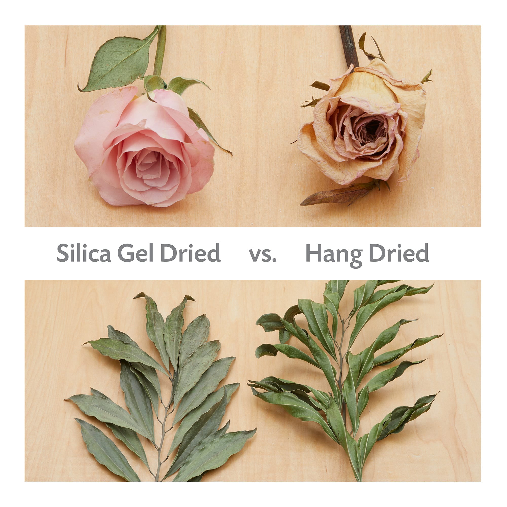 Drying Flowers in Silica Gel, Flower Preservation