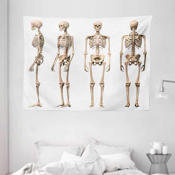 Human Anatomy Tapestry, Man Male Human Skeleton Skull Different Perspectives Medical Humor Illustration, Wall Hanging for Bedroom Living Room Dorm Decor, 80W X 60L Inches, Cream, by Ambesonne