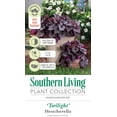 thumbnail image 6 of Southern Living Twilight Heucherella 'Foamy Bells' Live Shrub in 2.5-Quart Grower Pot, 6 of 10