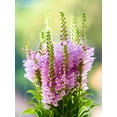 thumbnail image 4 of 50 PINK Showy OBEDIENT PLANT (False Dragon Head) Physostegia Virginiana Flower Seeds, 4 of 9