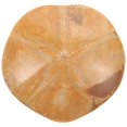 thumbnail image 2 of Fósil de estrella de mar natural, fósil paleontológico, espécimen fósil de estrella de mar para enseñanza, 2 of 4