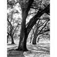 thumbnail image 3 of Maihara/Watt, Jeff/Boyce 19x24 Black Modern Framed Museum Art Print Titled - Oak Tree Study, 3 of 5
