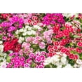 thumbnail image 2 of TomorrowSeeds - Sweet William Mix Seeds - 5000+ Count - For 2026 Planting Dianthus Barbatus Red, 2 of 4