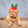 thumbnail image 3 of Festive Reindeer Star Hat Valentine Holiday Party For Cats And Dogs Pet Apparel Accessory, 3 of 4