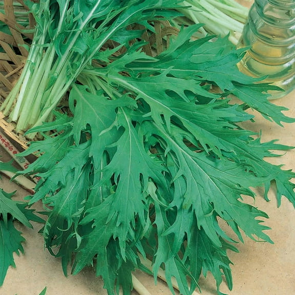 Mizuna Mustard Seeds: 1 Oz - Non-GMO, Heirloom Japanese Mustard Microgreens Seeds - Micro Herb Greens