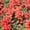 Bronze, variant on Snapdragon Flower Seeds - Sonnet Series F1 - 1000 Seeds - Mix Colored Blooms - Annual Flower Garden - Border Flowers