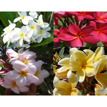Live Plumeria Plant Cuttings 4 PK 1 Each Color Red, Yellow, Pink 