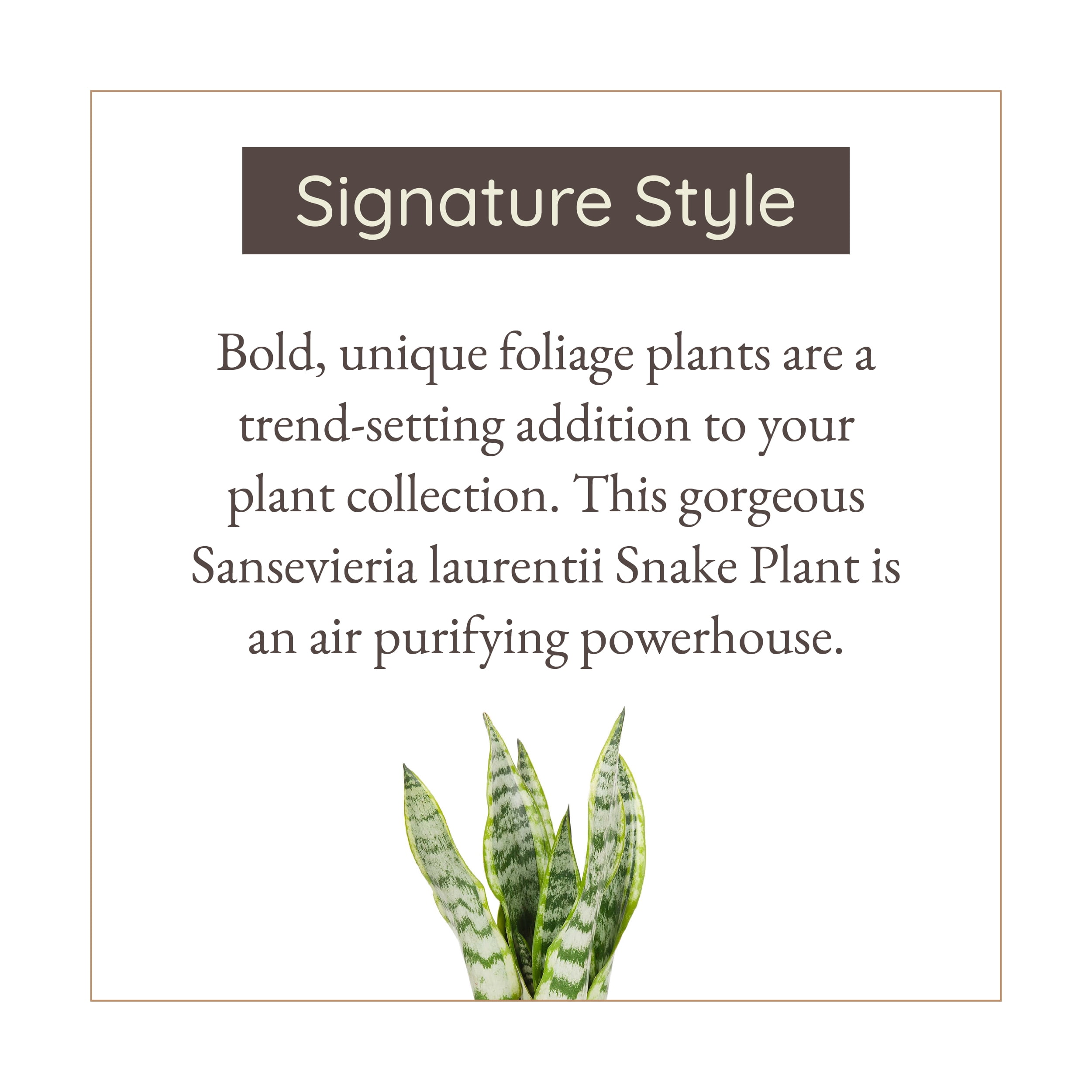 Wild Interiors Sansevieria Laurentii Plant, 15-18” Tall, 5” Ceramic Pot