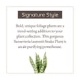 thumbnail image 6 of Wild Interiors Sansevieria Laurentii Plant, 15-18” Tall, 5” Ceramic Pot, 6 of 6