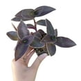 thumbnail image 3 of Purple Heart Tradescantia Pallida (6"+ Clay Pot) - Wandering Jew - Wandering Dude - Easy to Care Indoor Plant for Beginners - Live Healthy Indoor Plant, 3 of 8