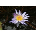 thumbnail image 2 of Dana Underdahl 24x17 Gallery Wrapped Canvas Wall Art Titled - Violet Water Lily II, 2 of 4