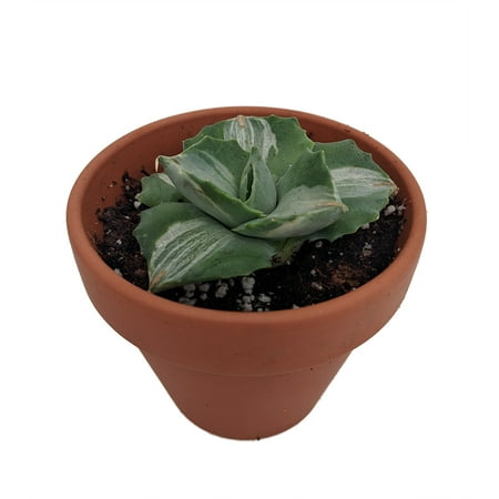 - Variegated Butterfly Century Plant - Agave potatorum Variegated - 3