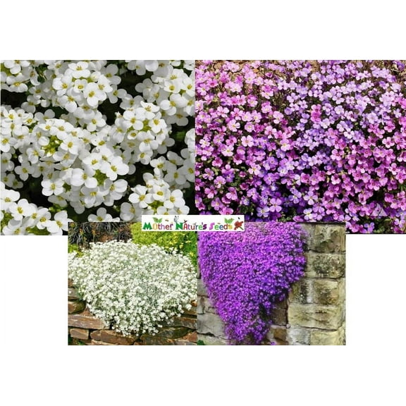 Rock Cress MIXED COLORS 1000 Seeds - Mother Nature's Seeds - Wildflower Seeds - Flower Seeds for Planting - Non-GMO