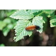 thumbnail image 2 of Thomas, Logan 14x11 Gold Ornate Wood Framed with Double Matting Museum Art Print Titled - Caterpillar on Leaf II, 2 of 4
