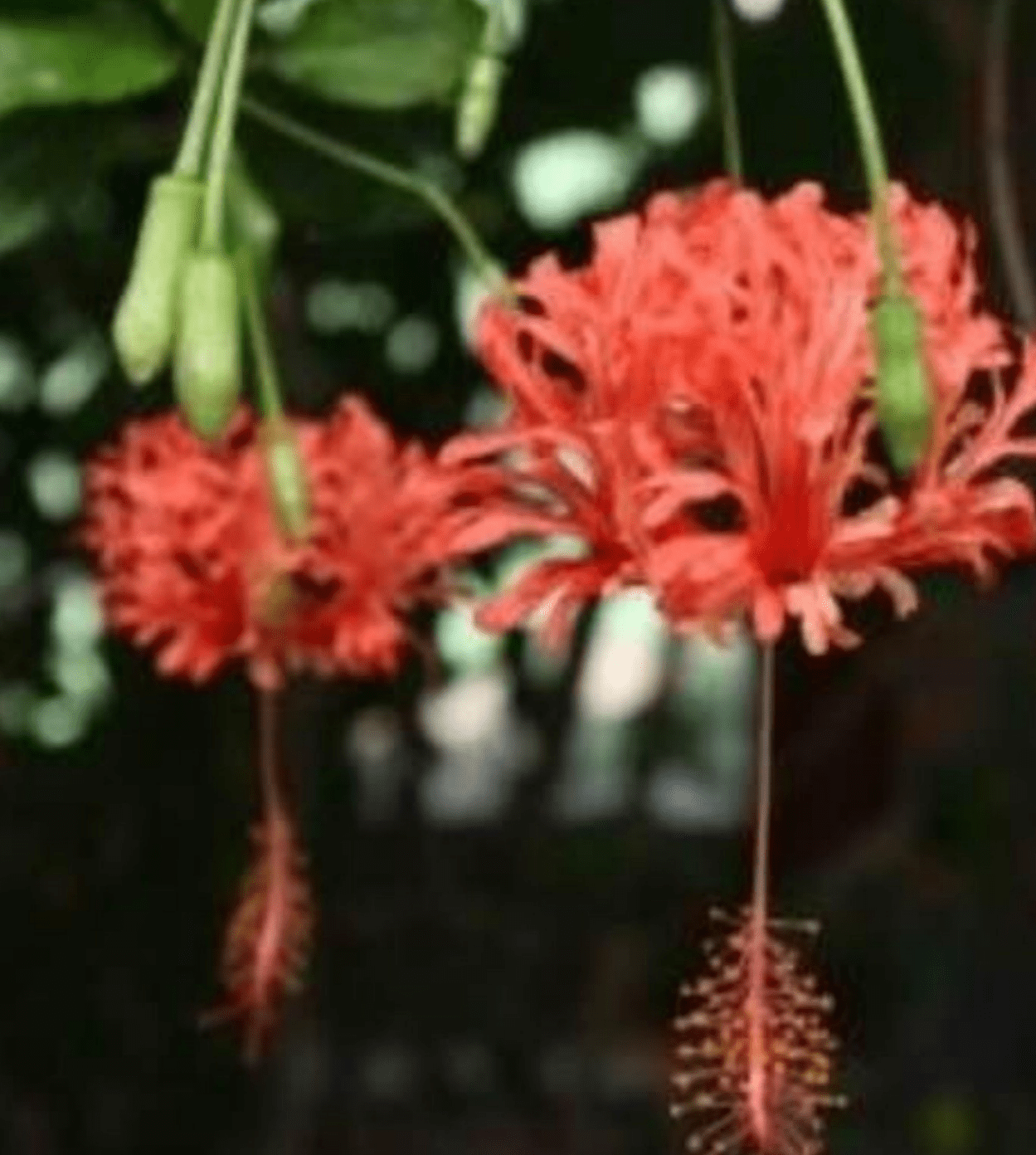 Hibiscus ‘Japanese Lantern’, Hibiscus schizopetalus live plant, 1 Count