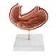thumbnail image 4 of Modelo de estómago 1: 1 Modelo anatómico Anatomía para ciencias , modelos de demostración de laboratorio, 4 of 8