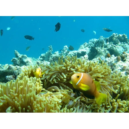 LAMINATED POSTER Reef Clown Fish Maldives Anemone Ocean Water Poster Print 24 x