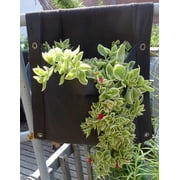 SMART POT Wall Flower Saddle
