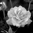 thumbnail image 2 of Art.com Sweet Rose I Photo by Nicole Katano, 16" x 16", 2 of 4