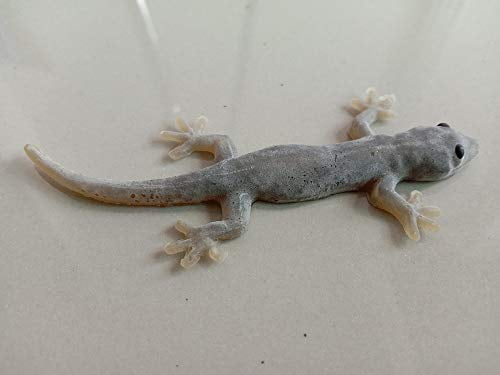 rubber lizard