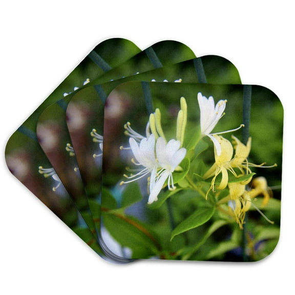 3drose, Extraordinarly Delicious Smelling Honeysuckle, Set of 4 Coasters - Soft